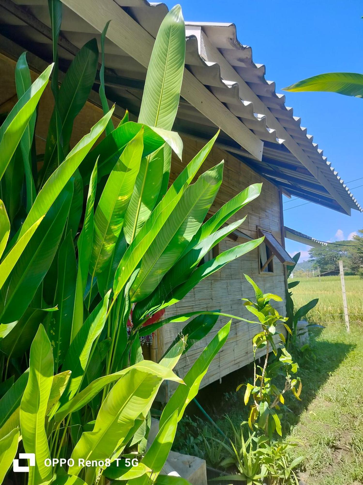 Tulip Resort Pai Habitación foto